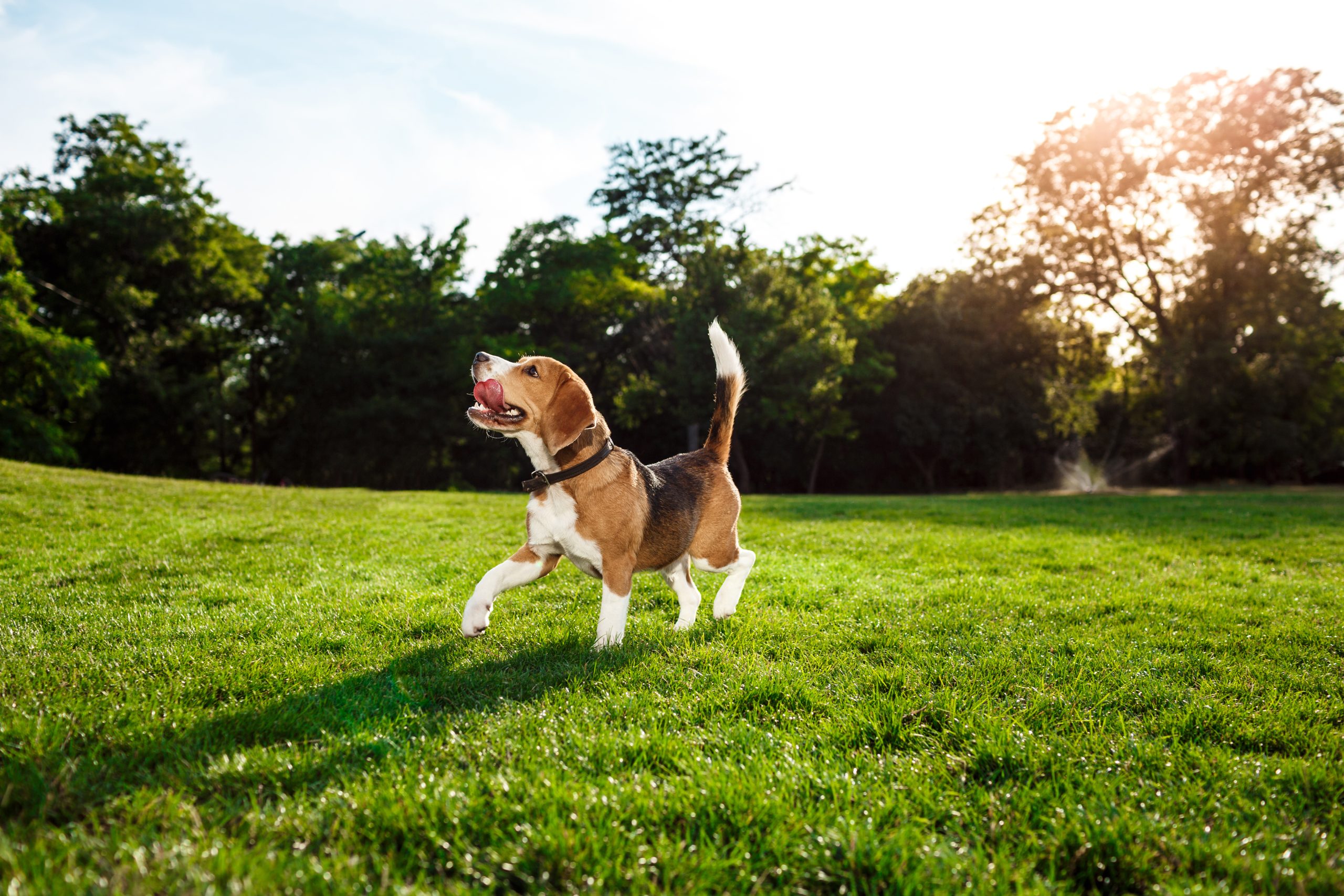 Kedi ve Köpeklerin Çimen Yemesi Doğru Mu