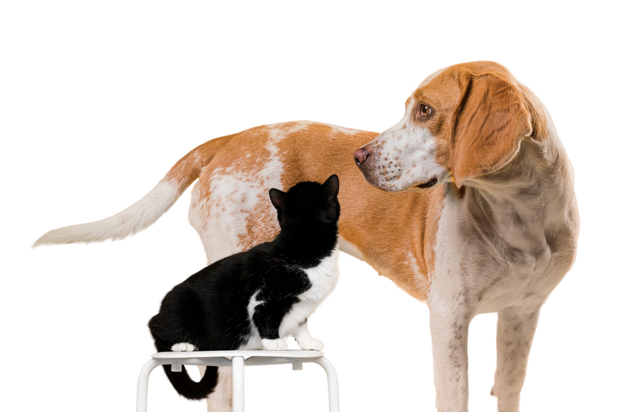 Kedi ve Köpeklerde Gebelik Süresi ve Kızgınlık Periyotları