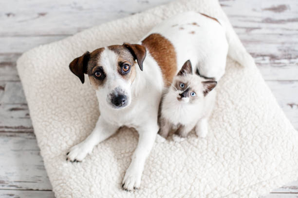 Kedi ve Köpeklerde Diş Taşlarının Nedenleri, Zararları ve Önlenmesi