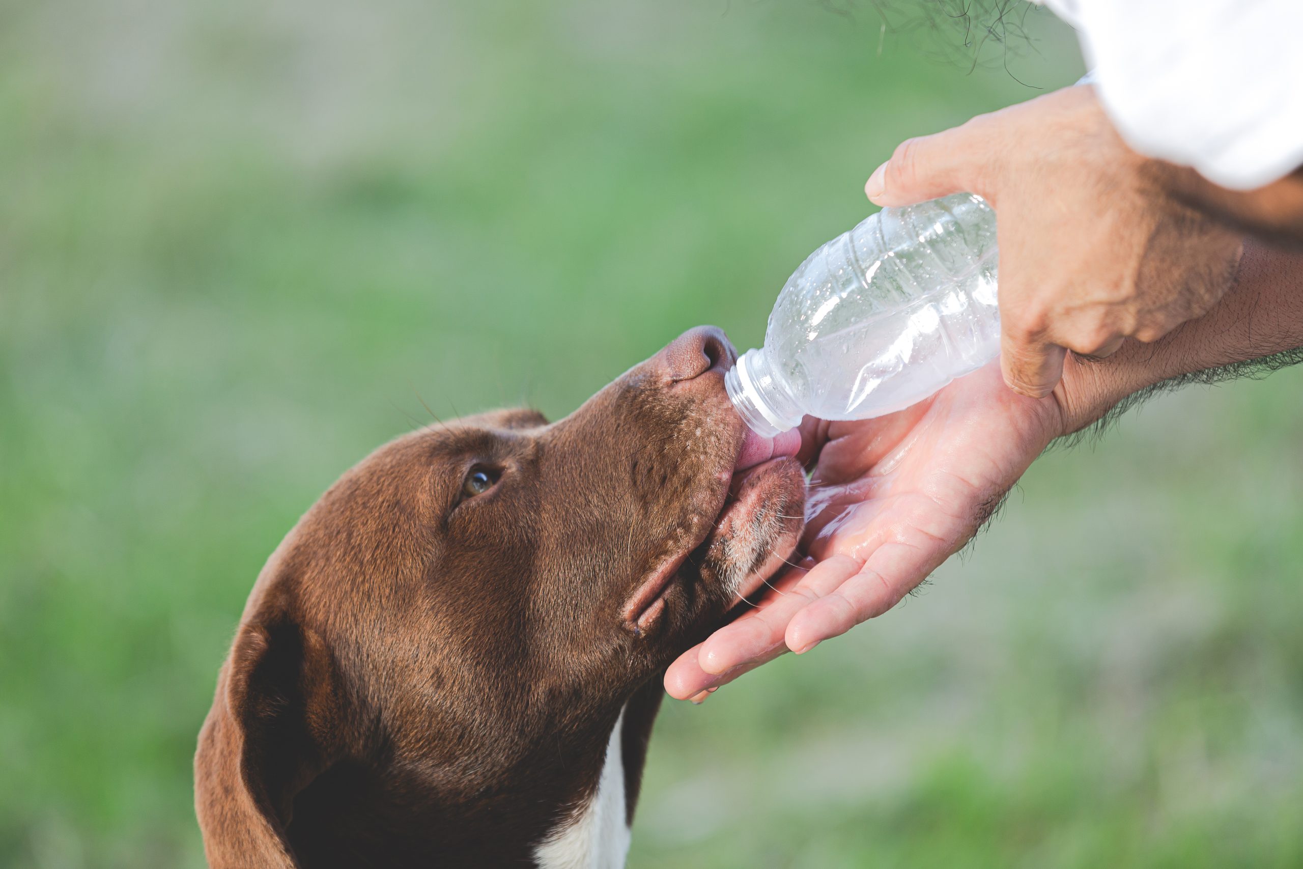 Kedi ve Köpeklerde Aşırı Su İçme ve Aşırı İdrara Çıkma Olası Nedenler ve Çözüm Yolları