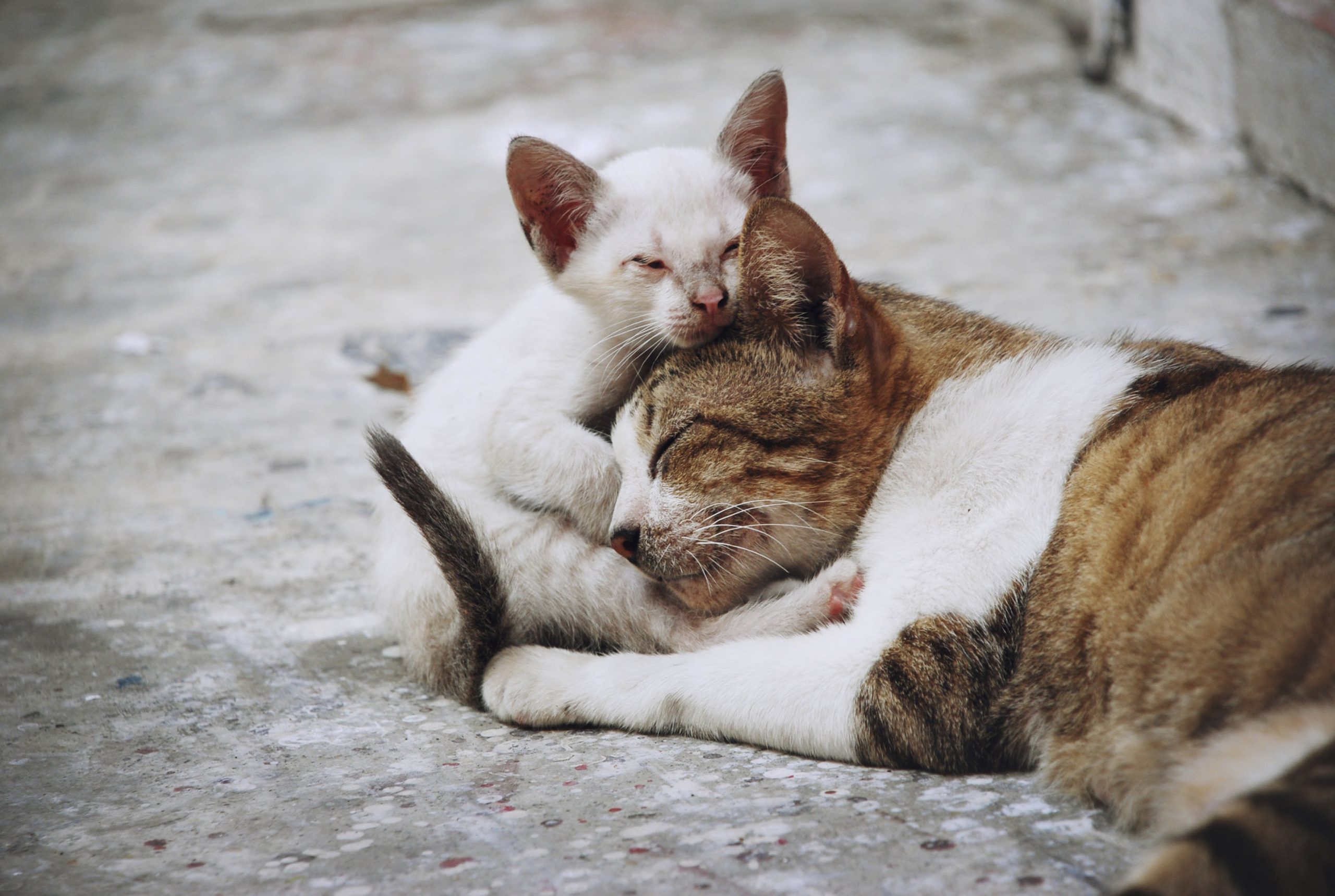 Evde Kedi Bakımı ve Hamilelik Düşük Riski Oluşturur Mu