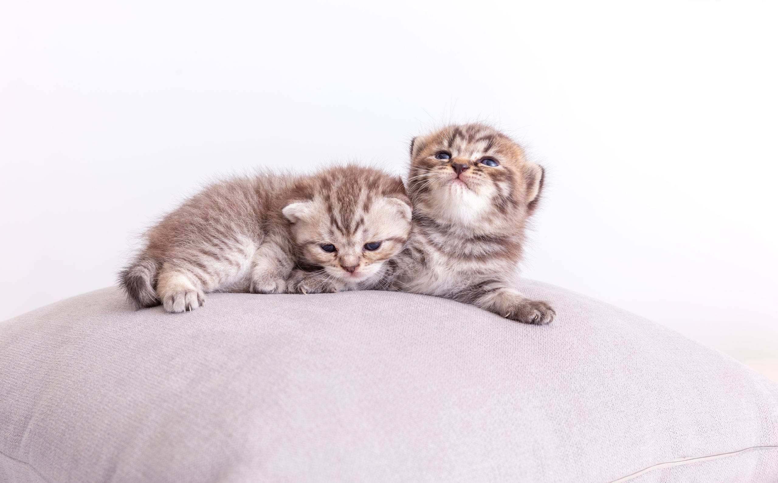 Eve Kedi veya Köpek Yavrusu Getirirken Dikkat Edilmesi Gerekenler