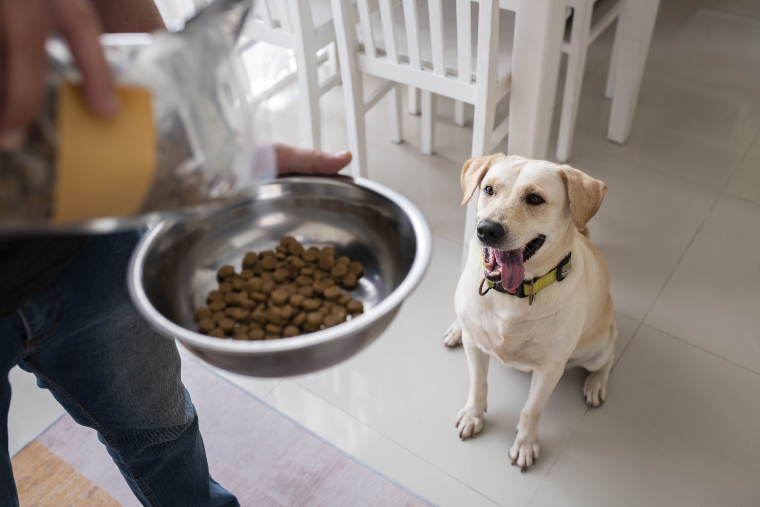 Kedi ve Köpeğinizin İştahsız Olmasının Nedenleri ve Çözüm Yolları